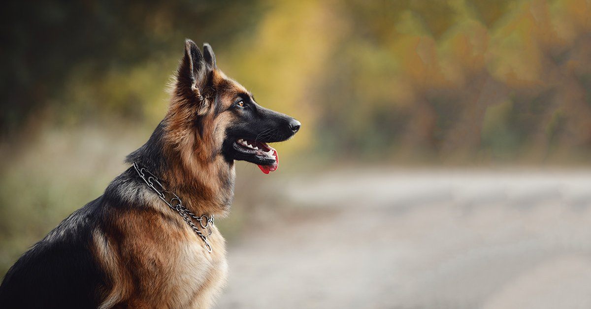 German shepherd 2025 anxiety medication