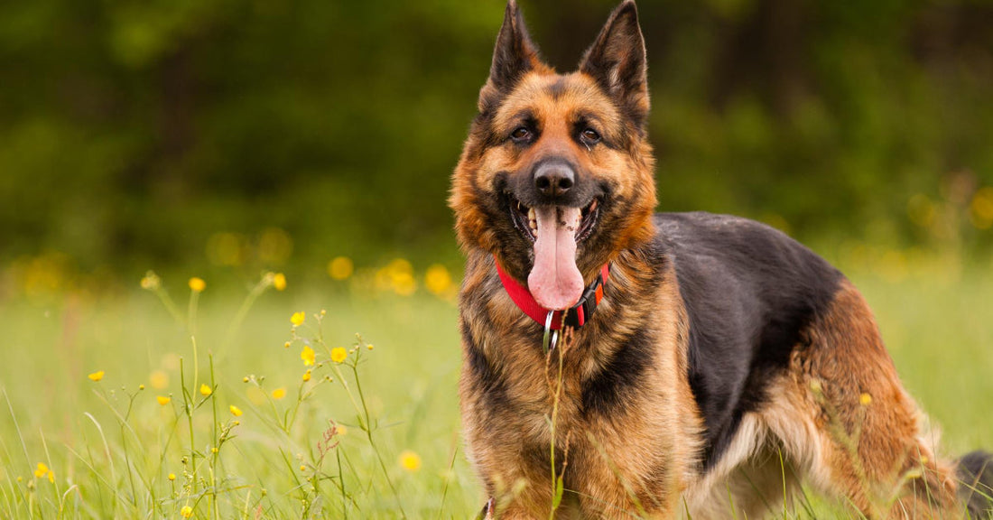 5 Things You Shouldn't Let Your Dog Do