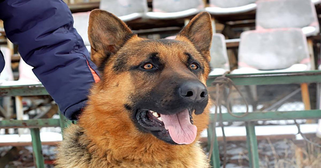 5 Ways to Instantly Become A Better German Shepherd Dog Owner!