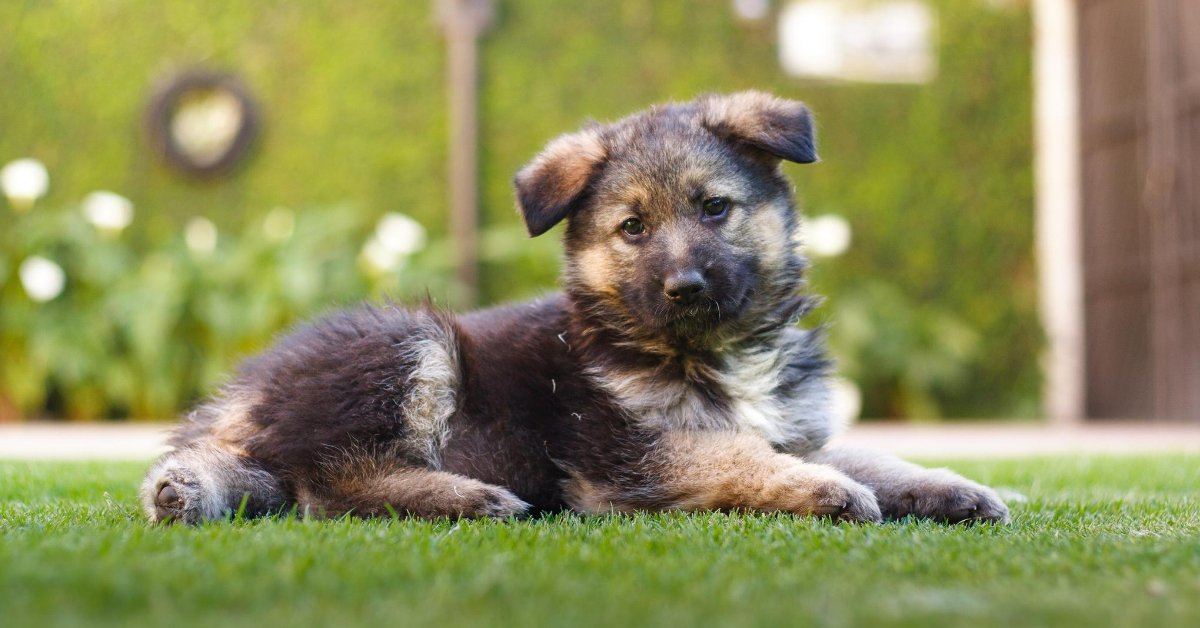 German shepherd 2025 whining in crate