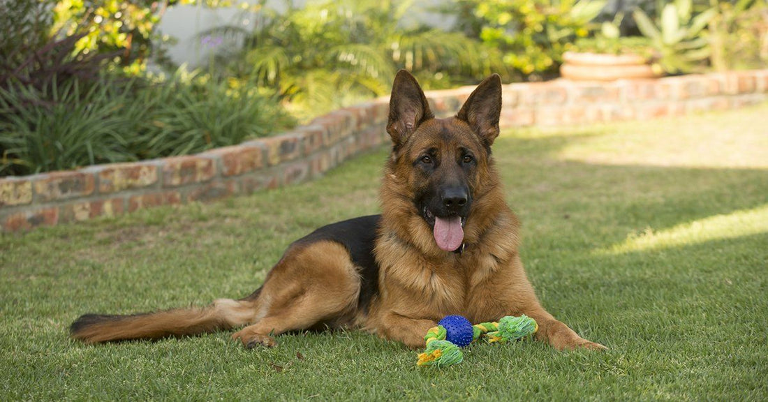 7 Tips To Help Your Shy Dog