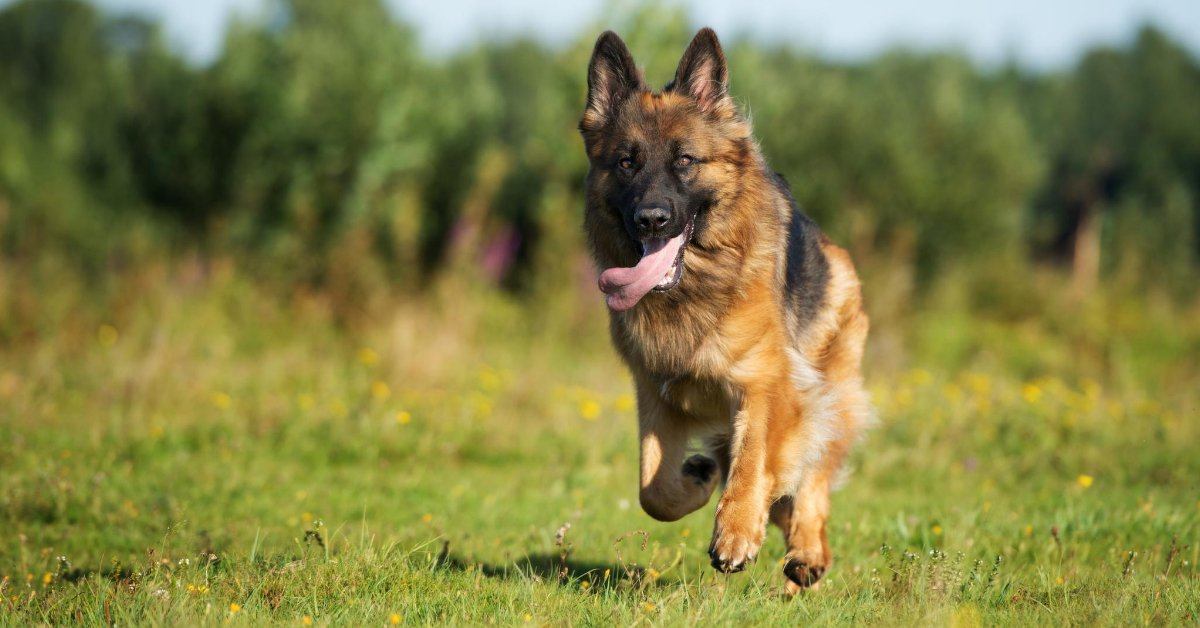 Best probiotic for german shepherd sale