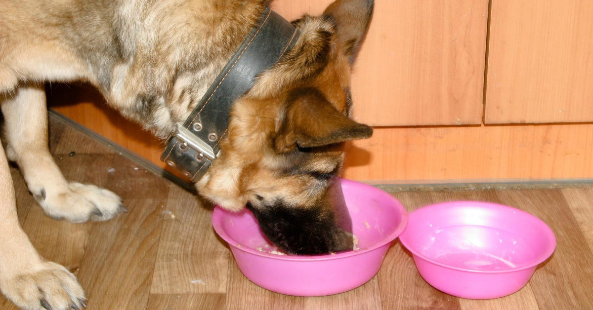 German shepherd eating raw clearance meat