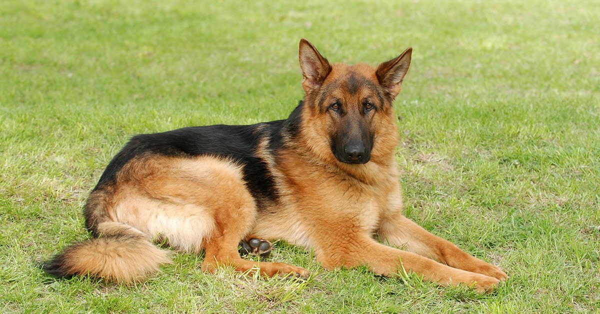 German shepherd diarrhea top pumpkin