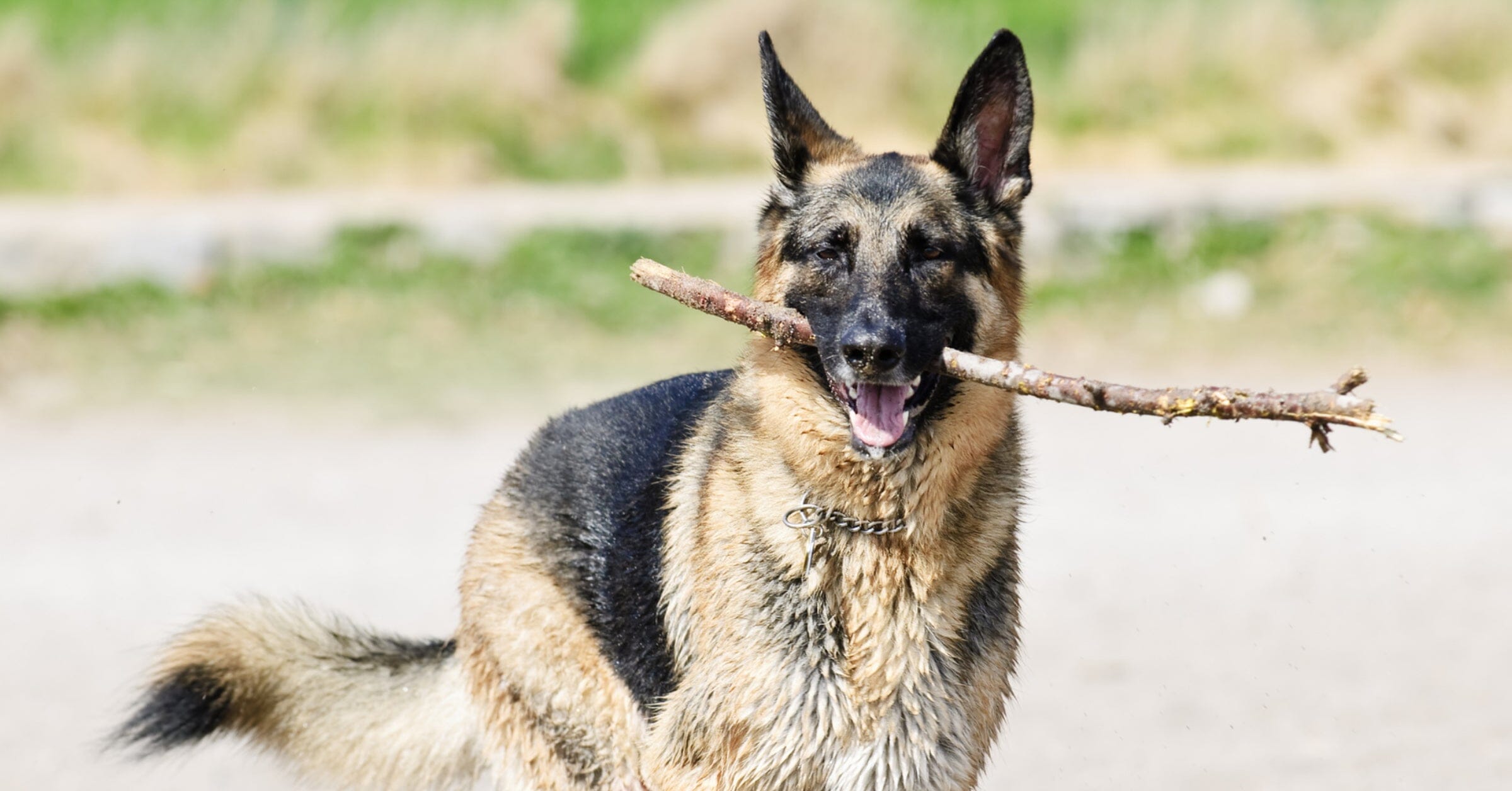 Dog Bite Prevention And What To Do If Your Dog Bites Someone – German 