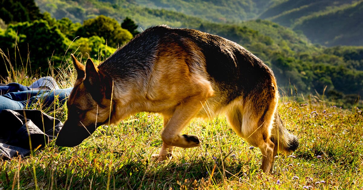 Can german shepherds sales eat pork