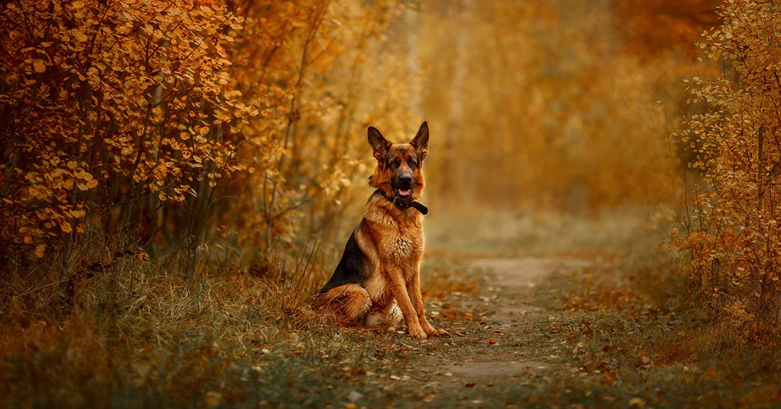 Fall Safety Tips For German Shepherds Dogs