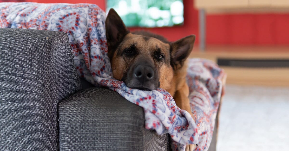 How long can you leave a german shepherd in a clearance crate