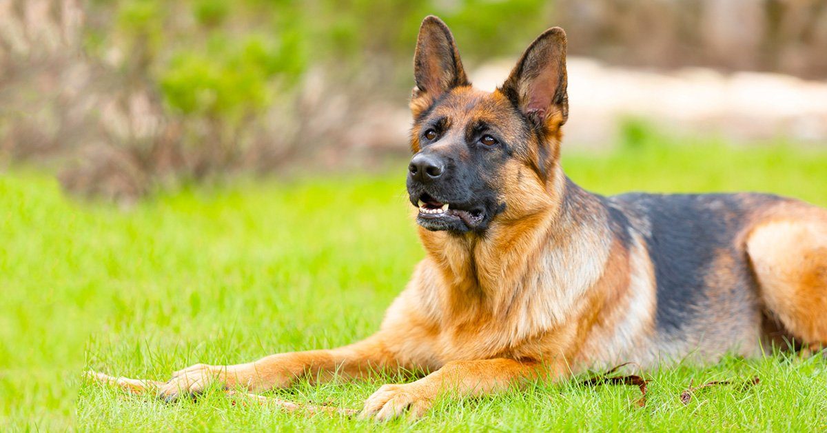 Brushing german shepherd store teeth