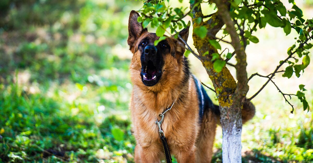 do german shepherds bark often