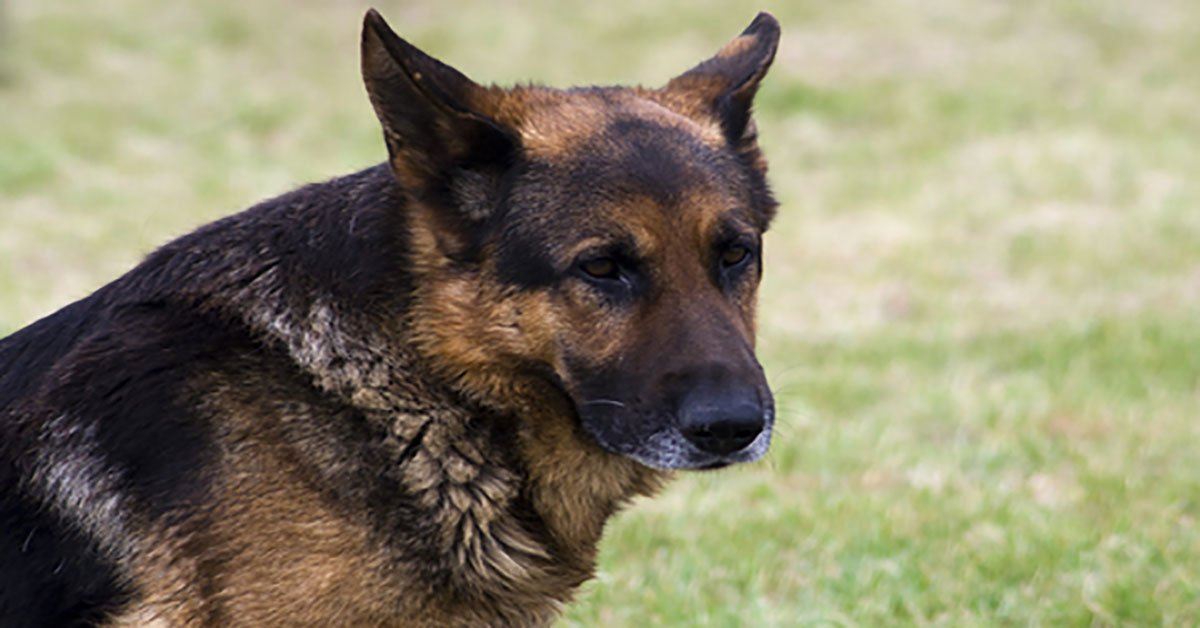 German shepherd hotsell dandruff remedy