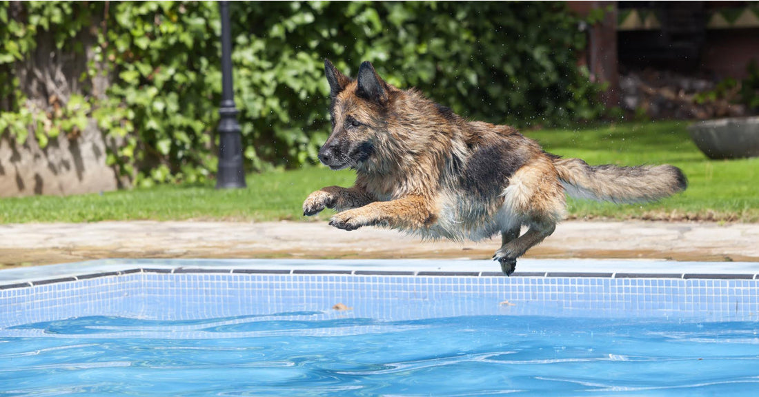 How To Keep Your Dog Cool In The Summer Heat