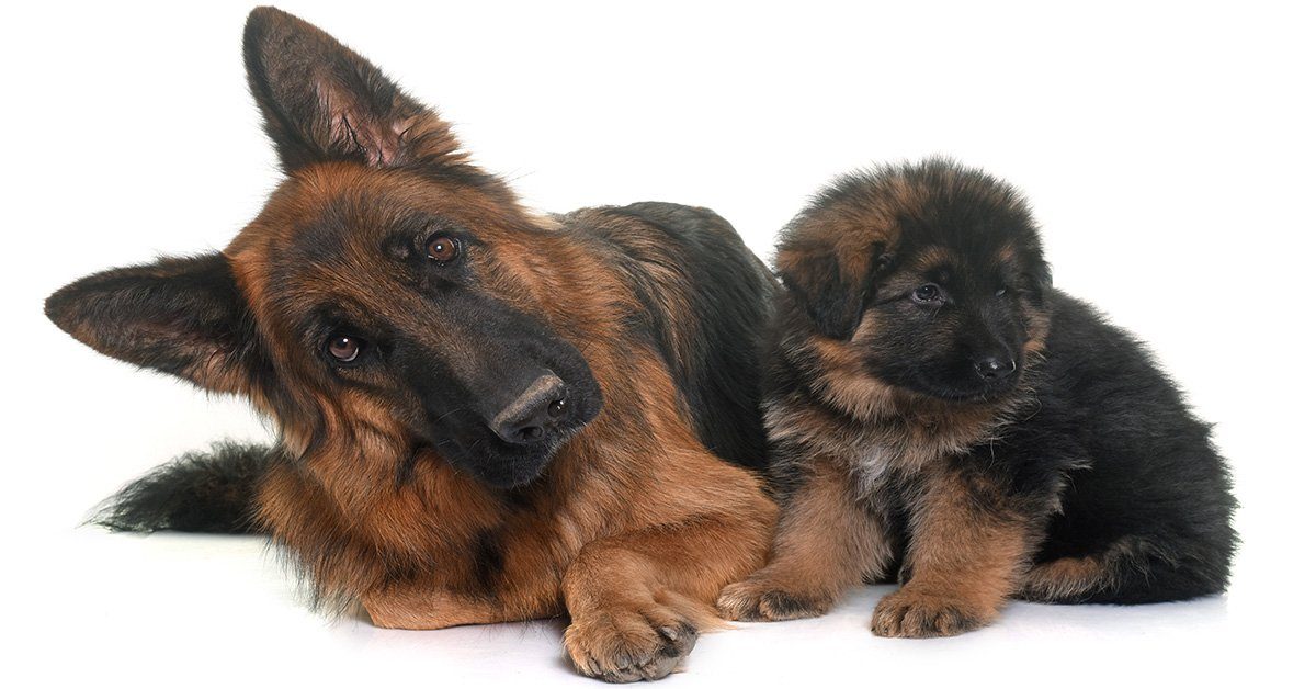 Toys to keep 2024 german shepherds busy