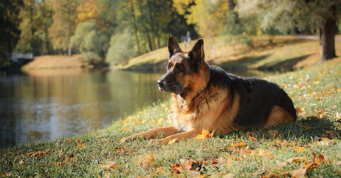How To Prevent Joint Injuries In Your German Shepherd Dog