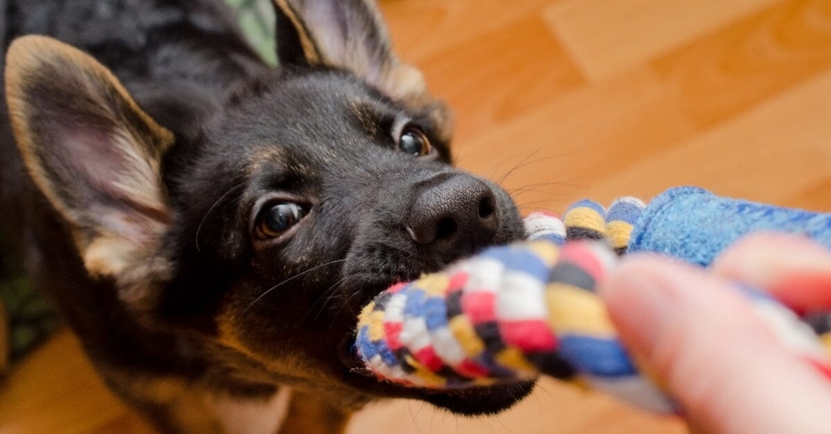 Stop german shepherd sales puppy biting