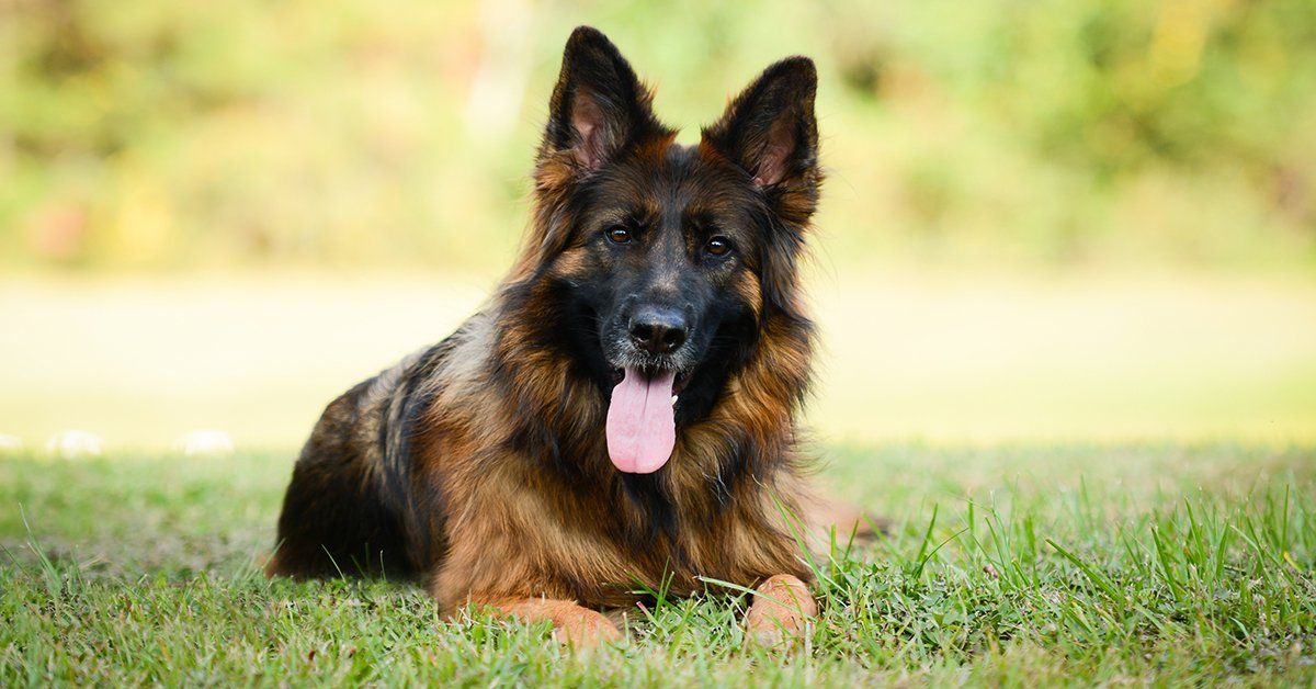 How to train a german shepherd hot sale to stay