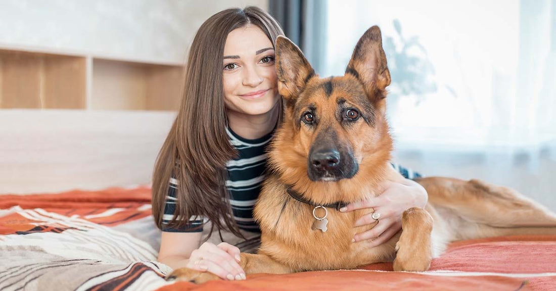 A German Shepherd's Guide To Training Your Human
