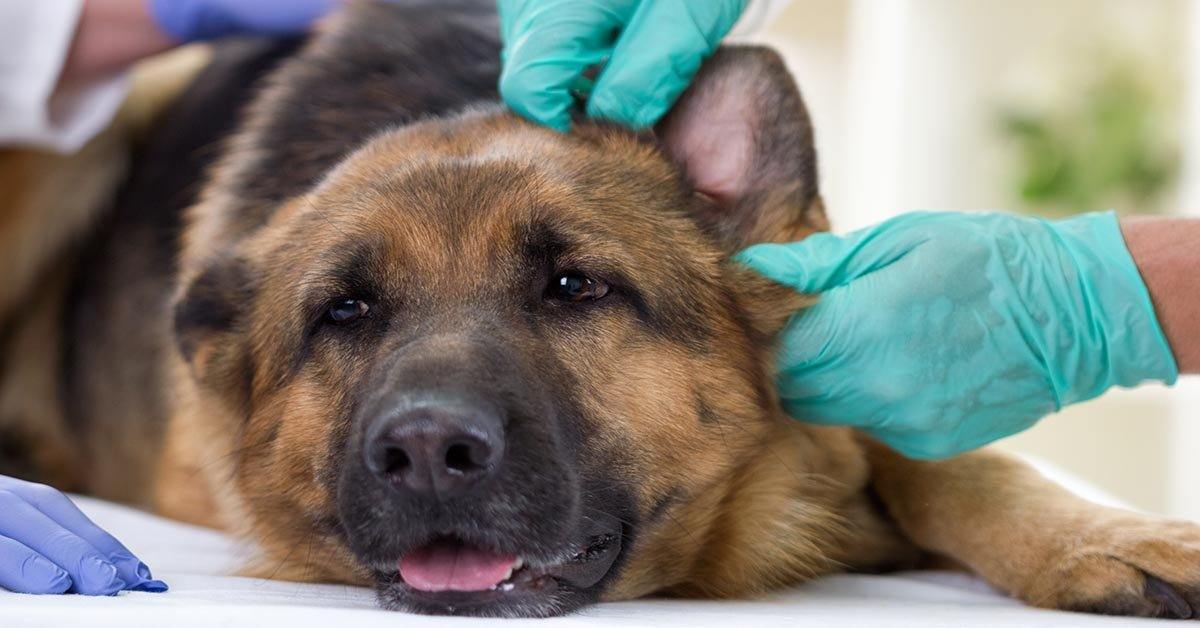 German shepherd on sale ear infection treatment