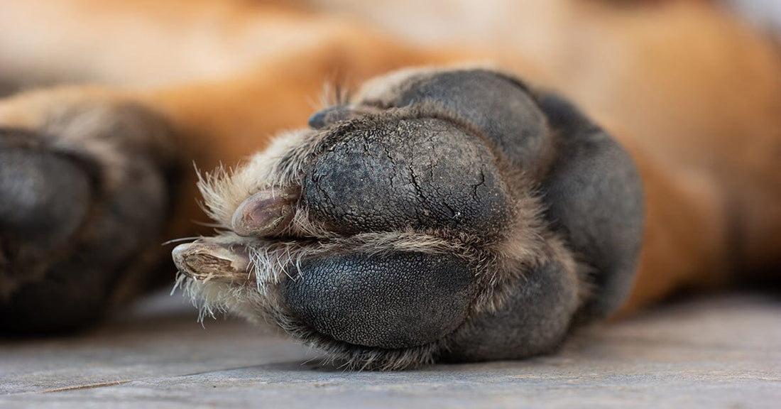 How To Trim Or Dremel Your Dog’s Nails