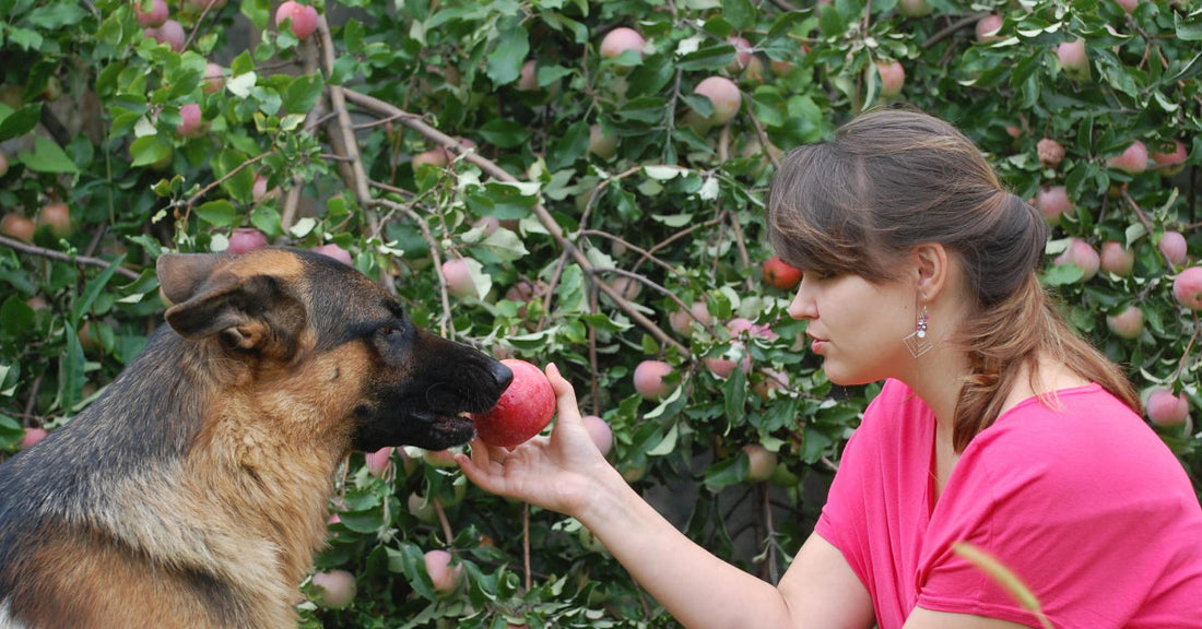 Human Foods You Can Add To Your Dog's Kibble To Enhance Their Health