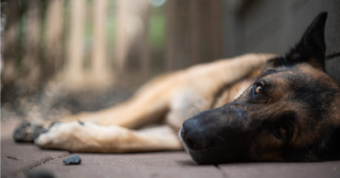 If You See These Symptoms, You Should Go To The Vet Immediately