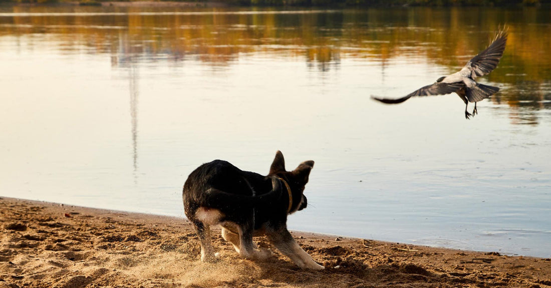 How To Prevent Your Dog From Killing Wildlife