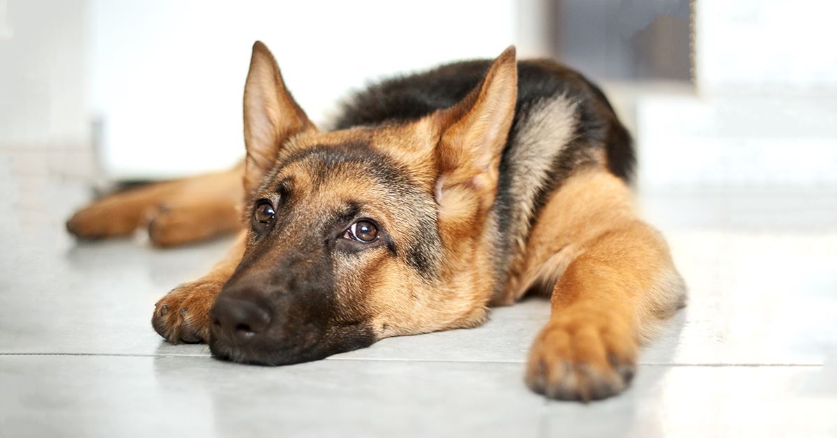 German shepherd vomiting white hot sale foam