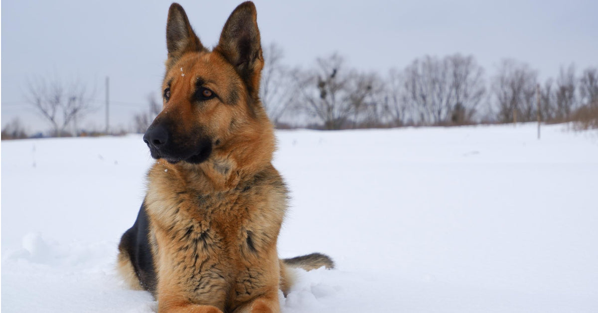 German shepherd puppy in hot sale snow