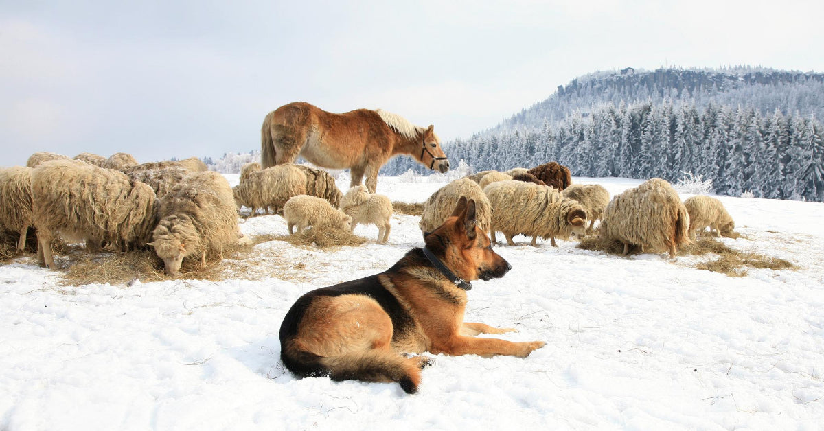 German shepherd and store sheep