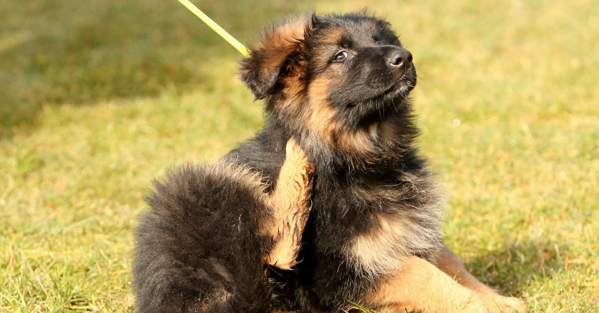 German shepherd chicken clearance allergy