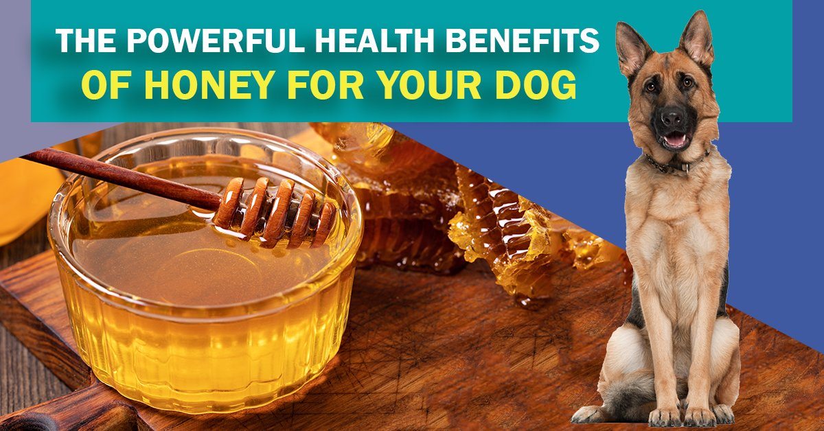 Benefits of store honey for dogs