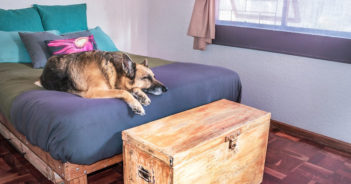 The Pros & Cons of Letting Your Dog Sleep in Bed with You