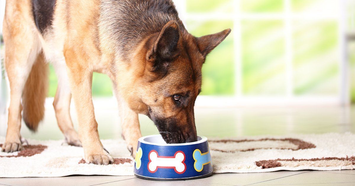 Common german clearance shepherd food allergies