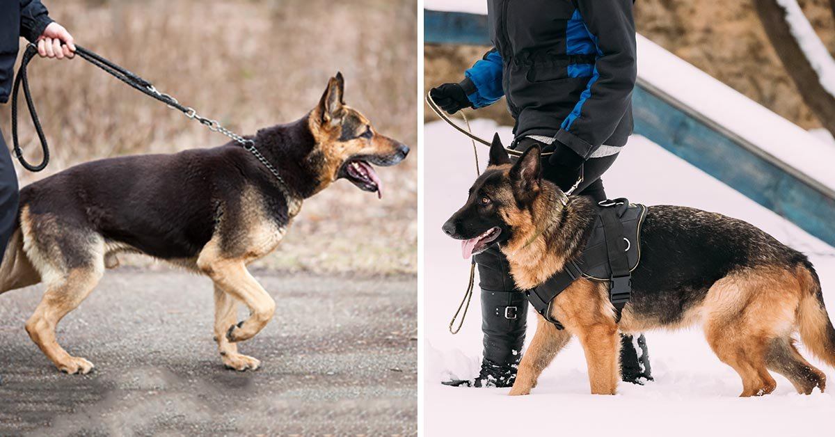 Best prong collar for gsd Clearance