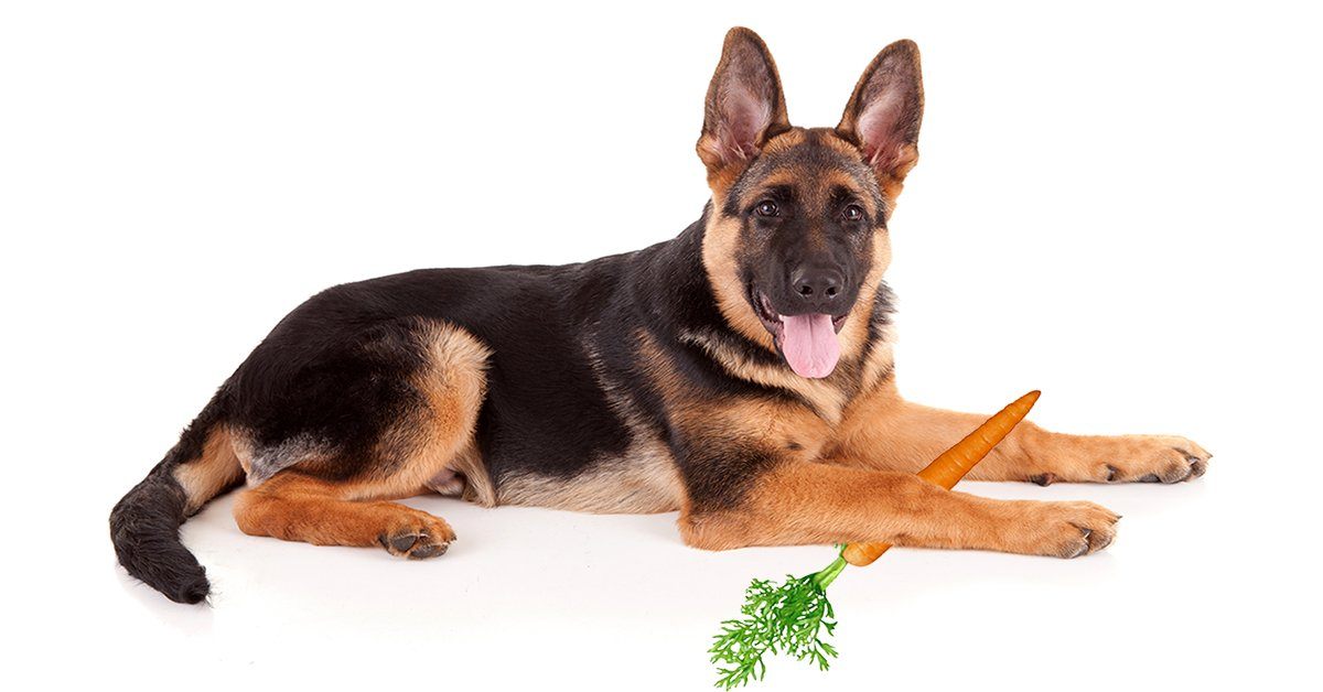 what are carrots good for dogs