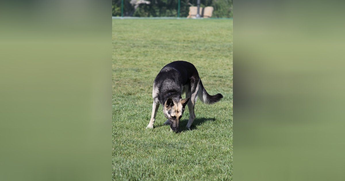 How to stop german best sale shepherd puppy from eating poop