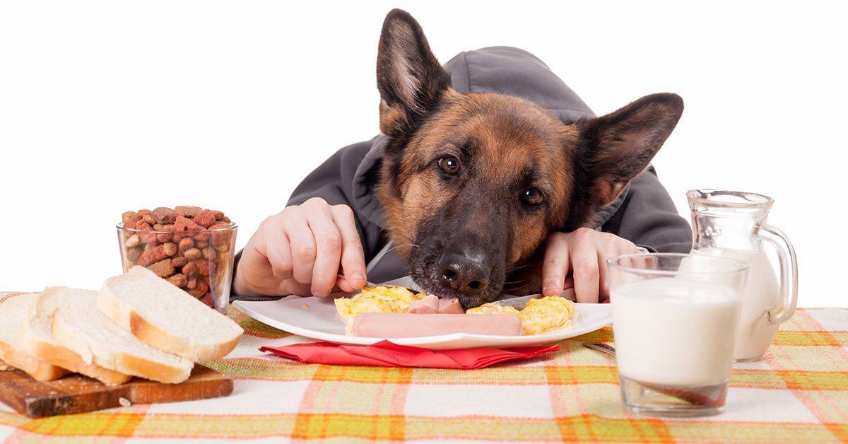 German shepherd sales food aggression