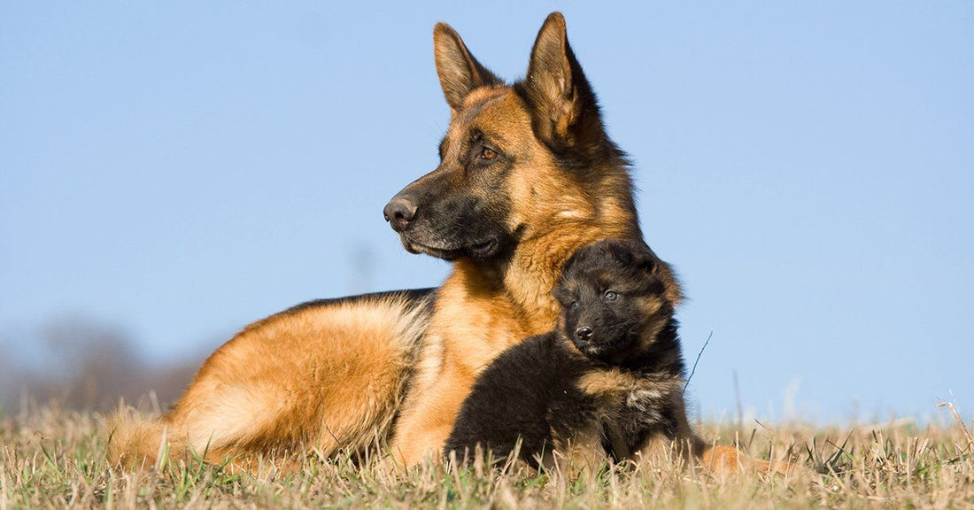 Why Some People Care About Animals More Than Other Humans