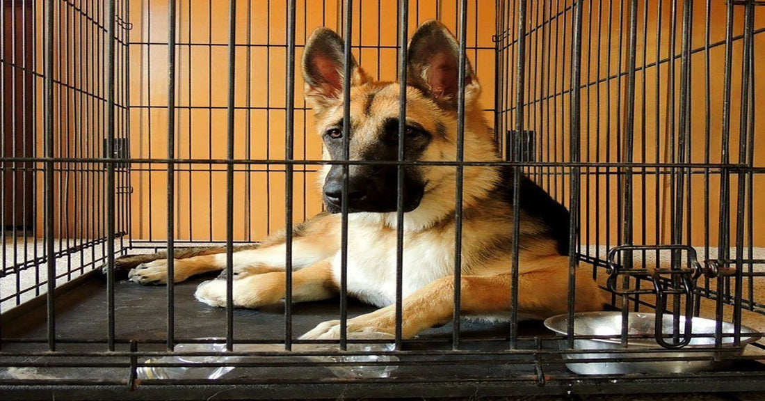 Why Use a Dog Crate and Is It Cruel to Crate your Dog?