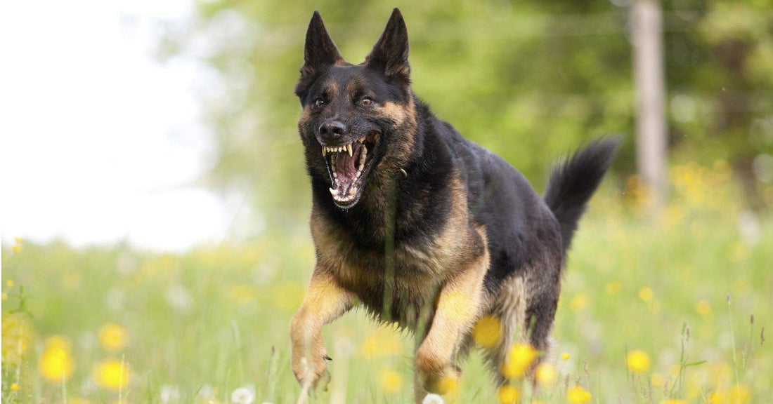 Will Your Dog Protect You? Let's Find Out