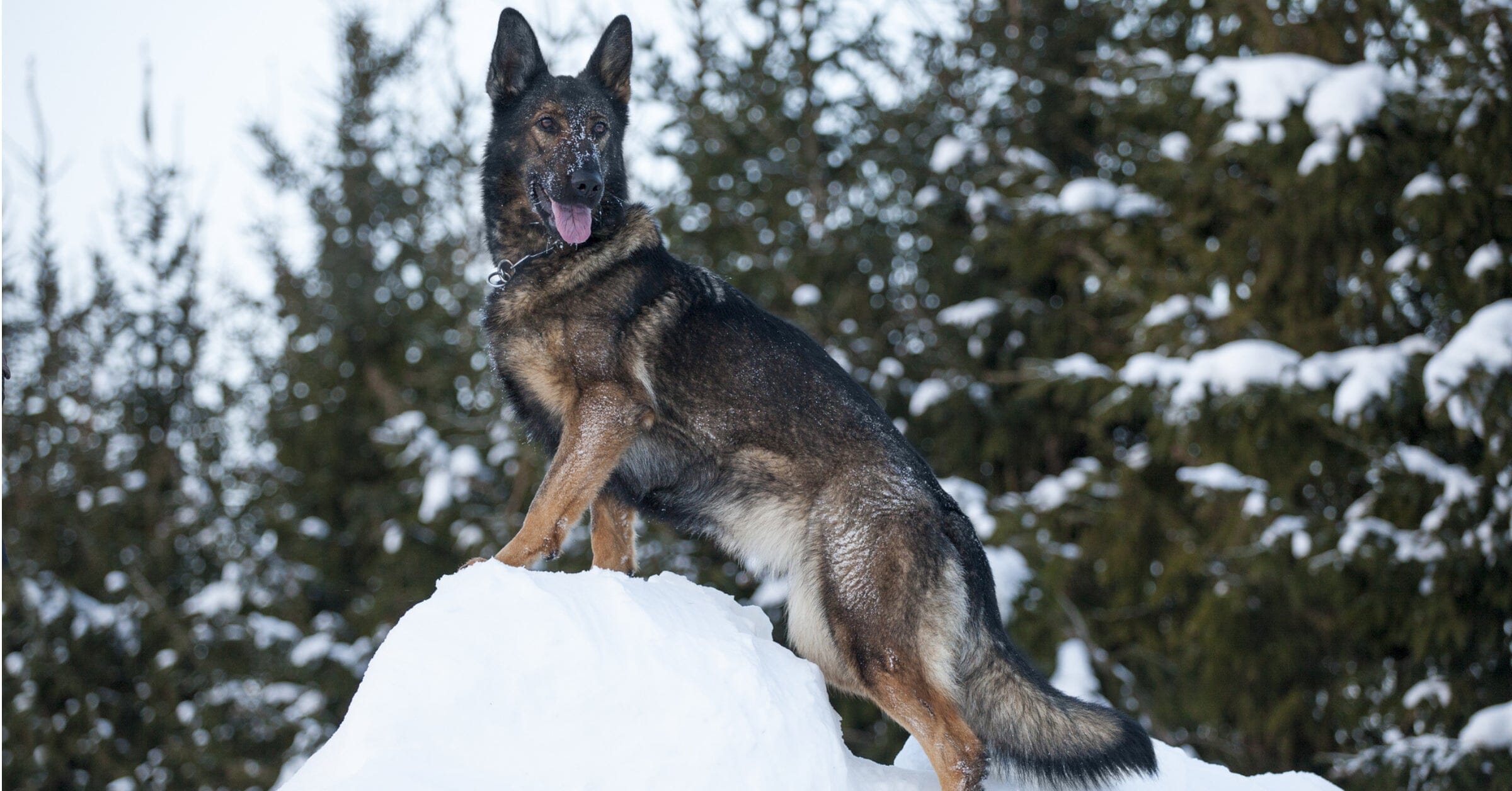 German shepherd store itching in winter