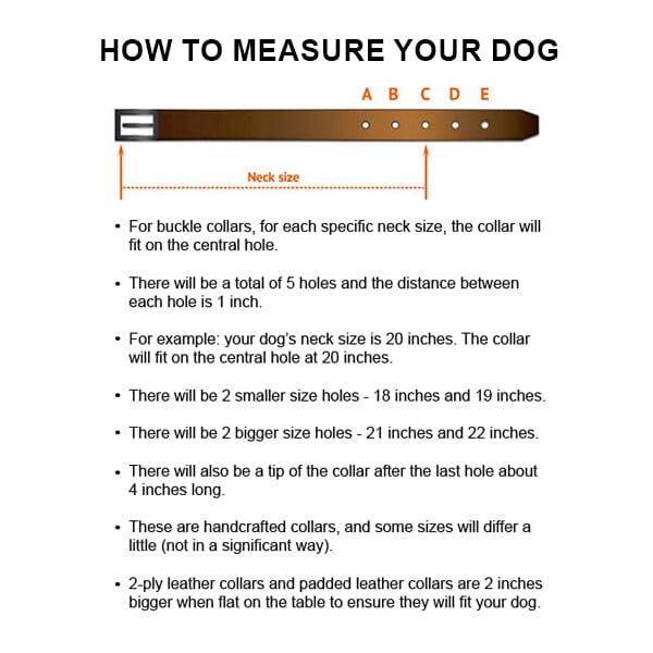 FOR DOG TRAINERS - Extra Durable 2 Ply Leather Dog Collar With Handle in , durable for dogs