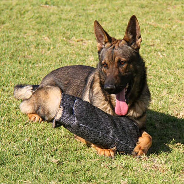 FOR DOG TRAINERS - French Linen Bite Builder for Puppies and Young Dogs For Dog Trainers