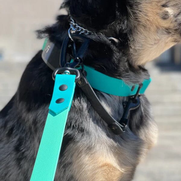 WHAT A CUTIE - Safety Clip Light weight in , durable Pet Leashes for dogs