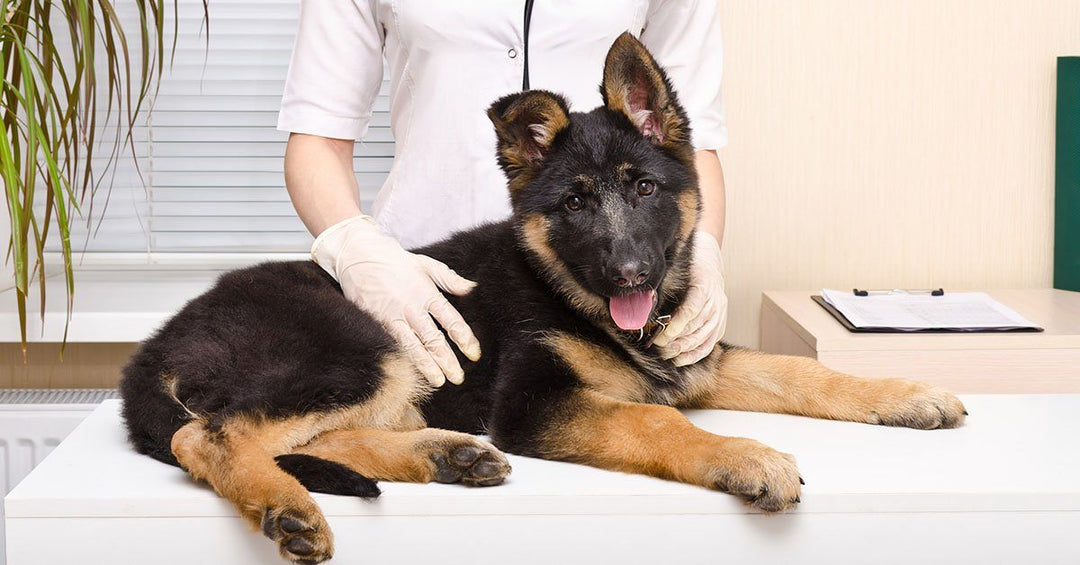 10 Common Human Medications That Can Kill Dogs