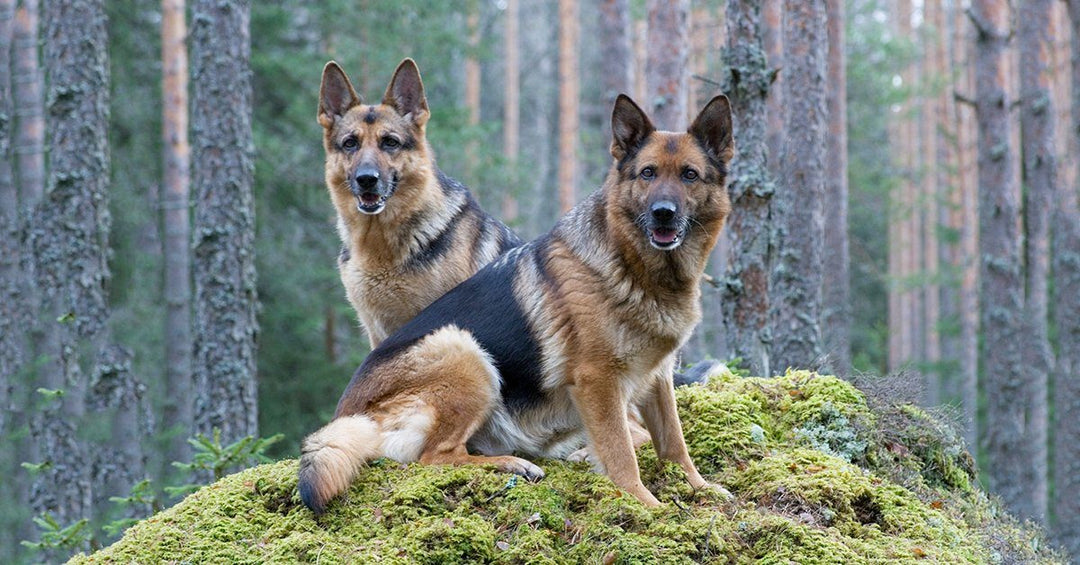 10 Fun Facts You May Not Have Known About German Shepherds