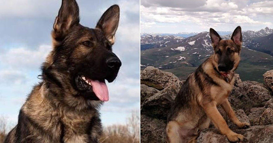 10 German Shepherds Who Proved That They Are True Heroes
