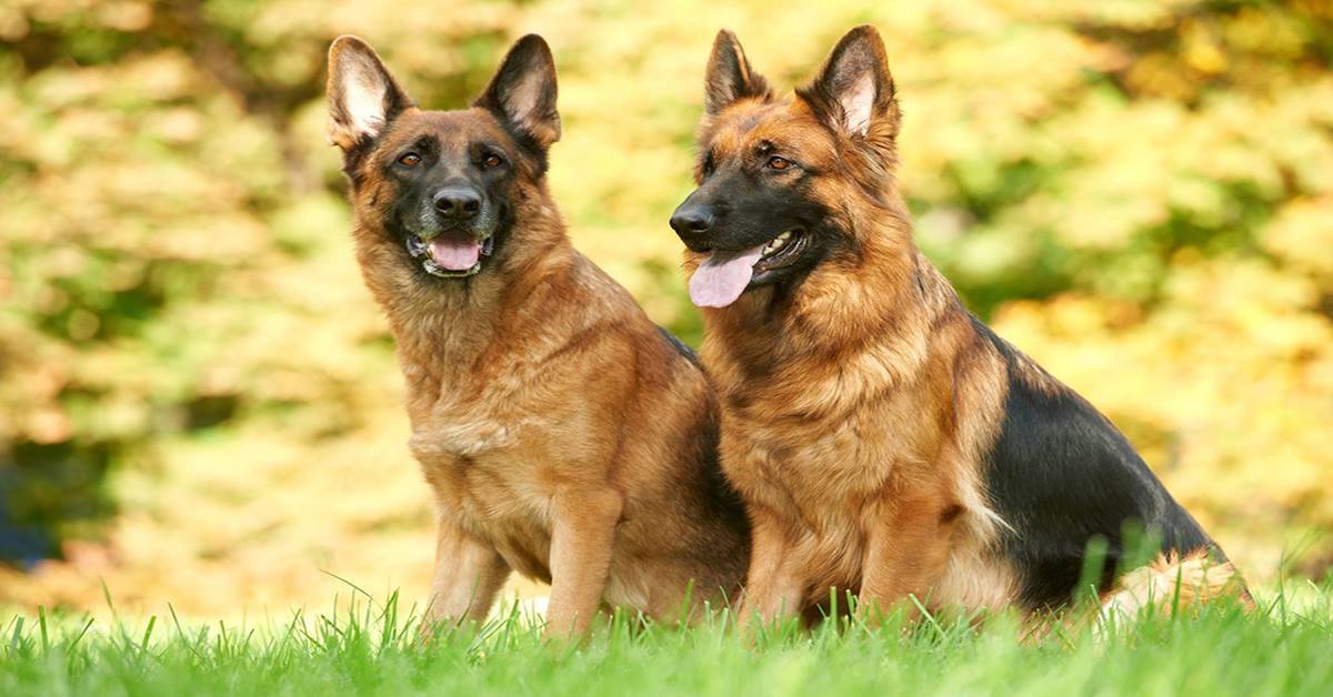 Reasons German Shepherds Are the Best Breed - Proof Inside – German ...