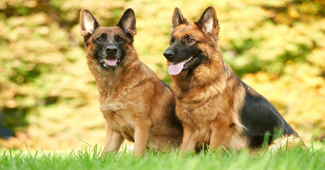 10 Reasons Why German Shepherds Are The Best Dog Breed On The Planet. Here's Our Proof!