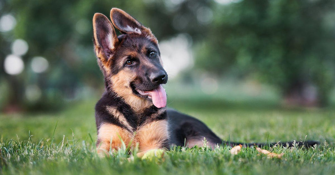 10 Tips For First Time German Shepherd Owners